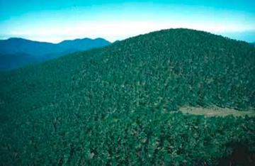 La Pelona